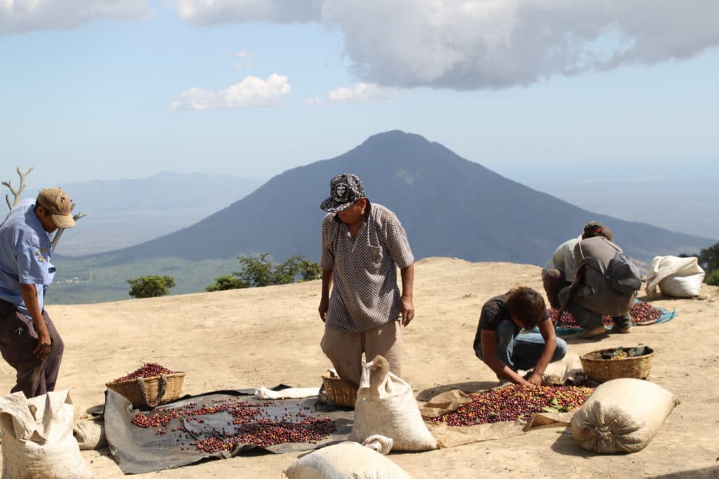 Coffee Sorting