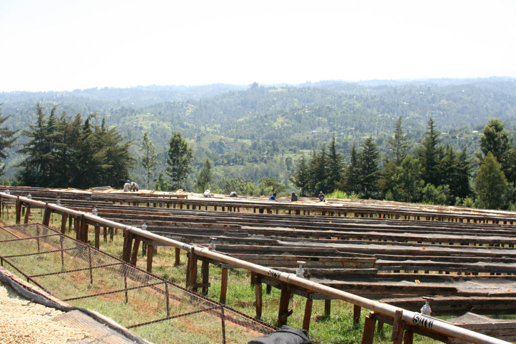 Coffee Drying