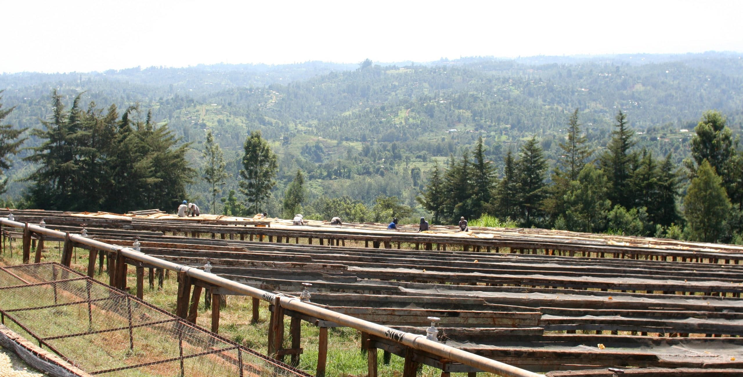 Coffee Drying