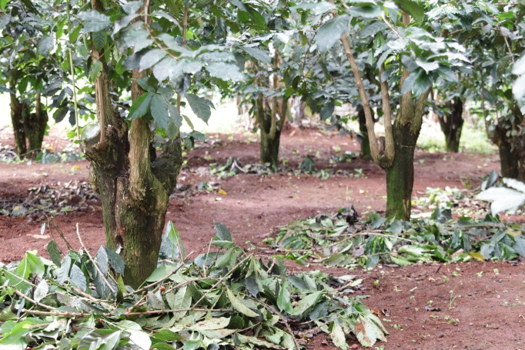 Kenyan coffee trees