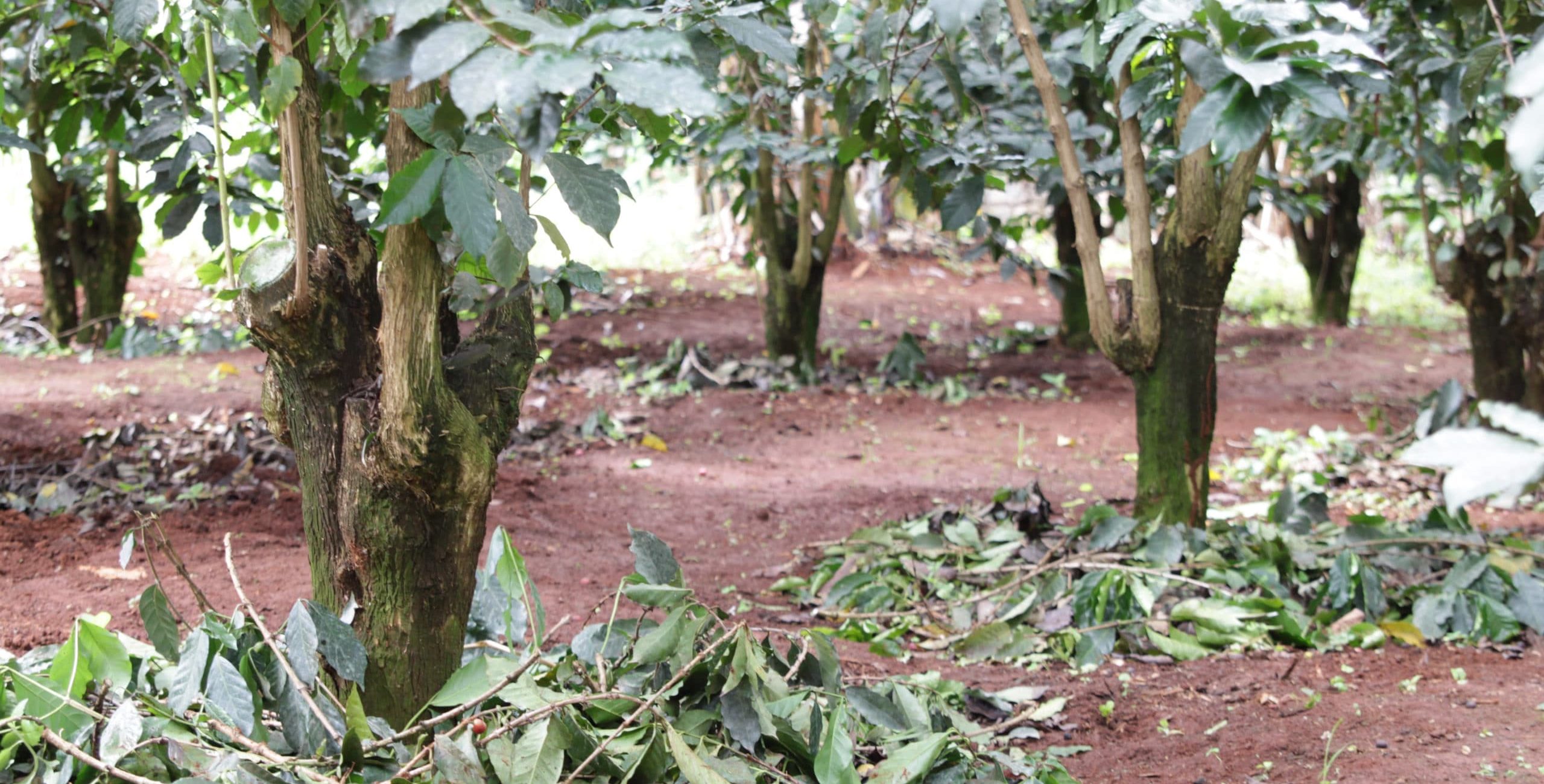 Kenyan coffee trees