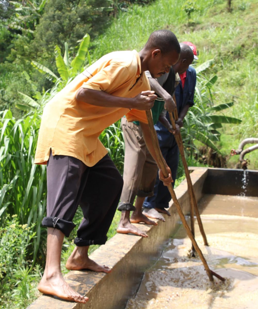 Karogoto Coffee Cooperative Processing