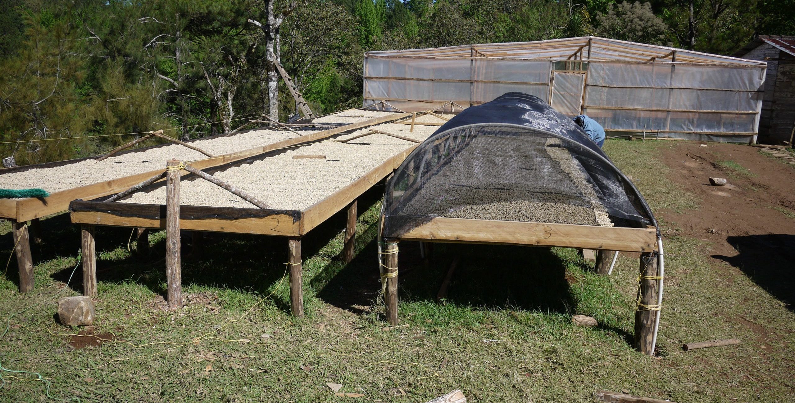 Coffee drying beds