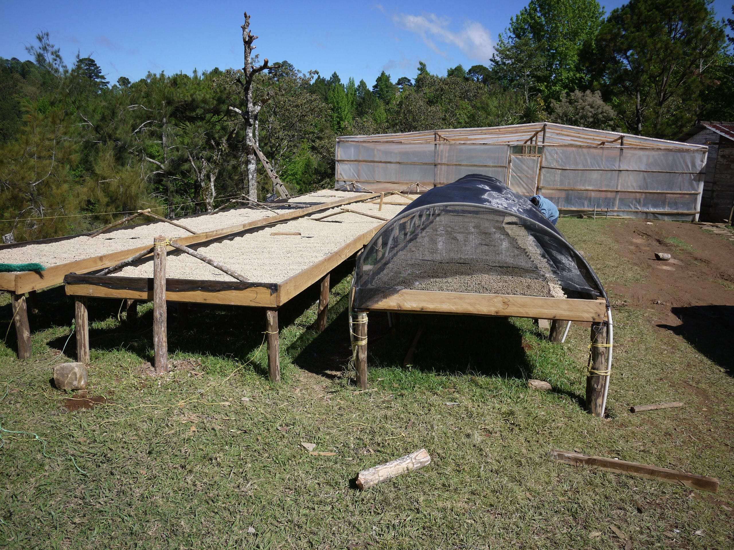 Coffee drying beds