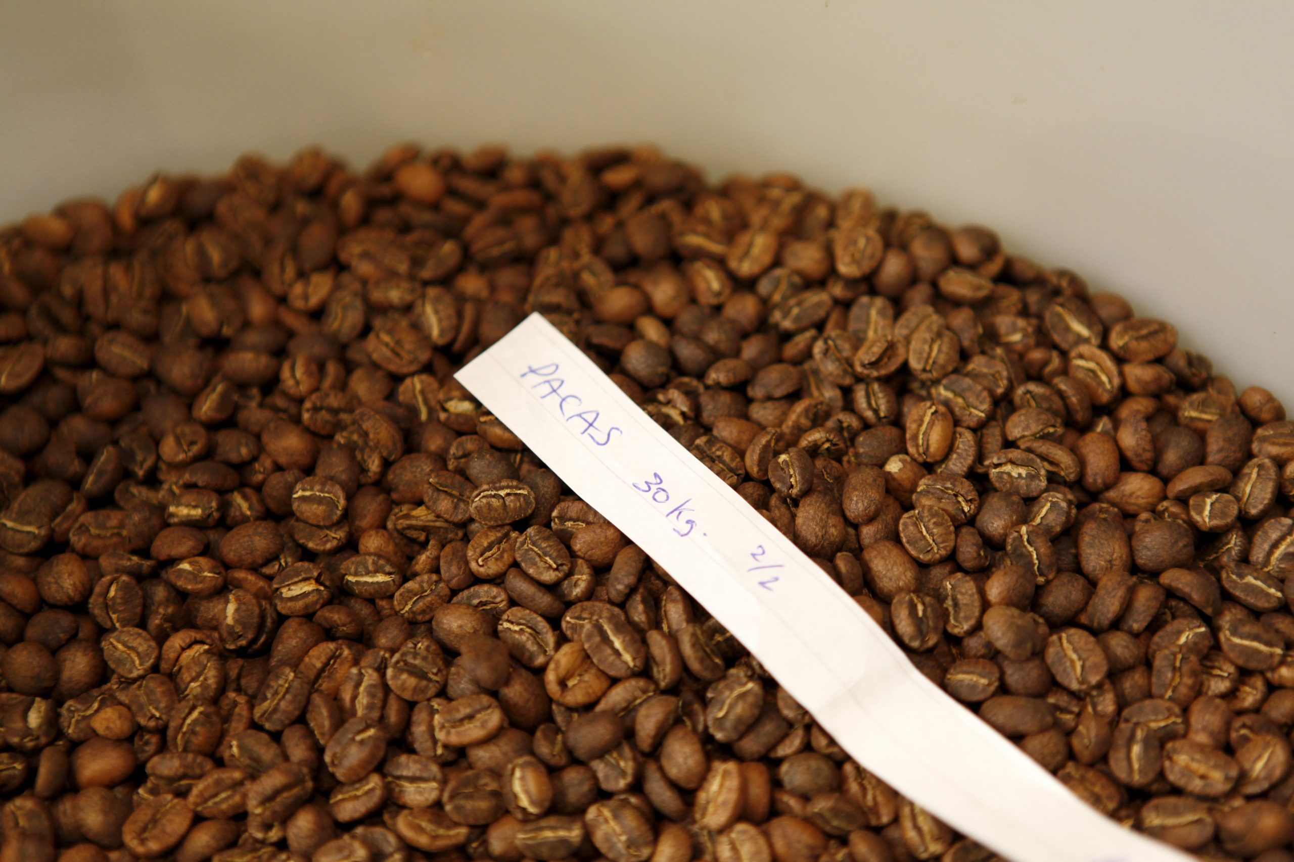 Freshly Roasted Coffee Pacas