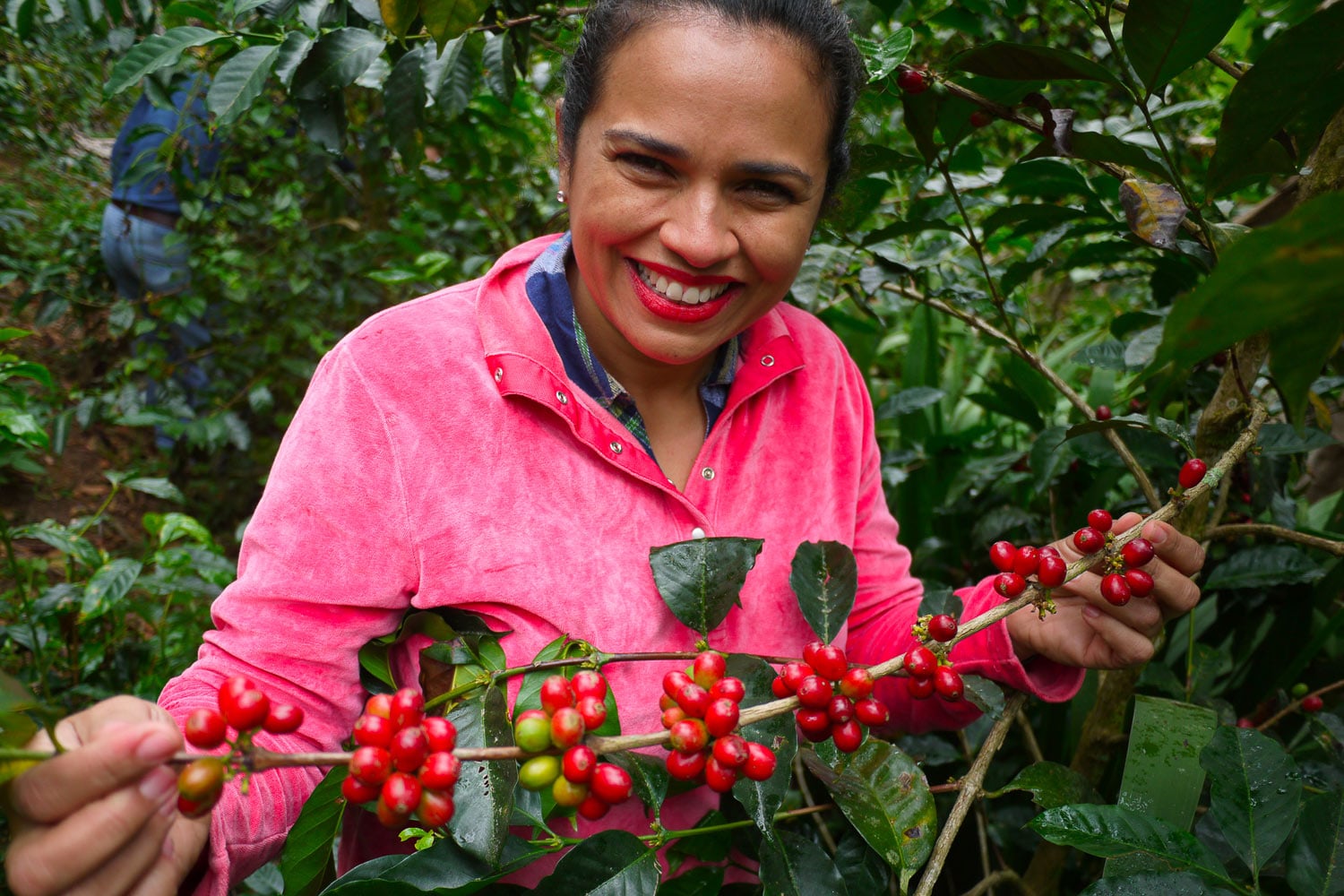 Coffee berries