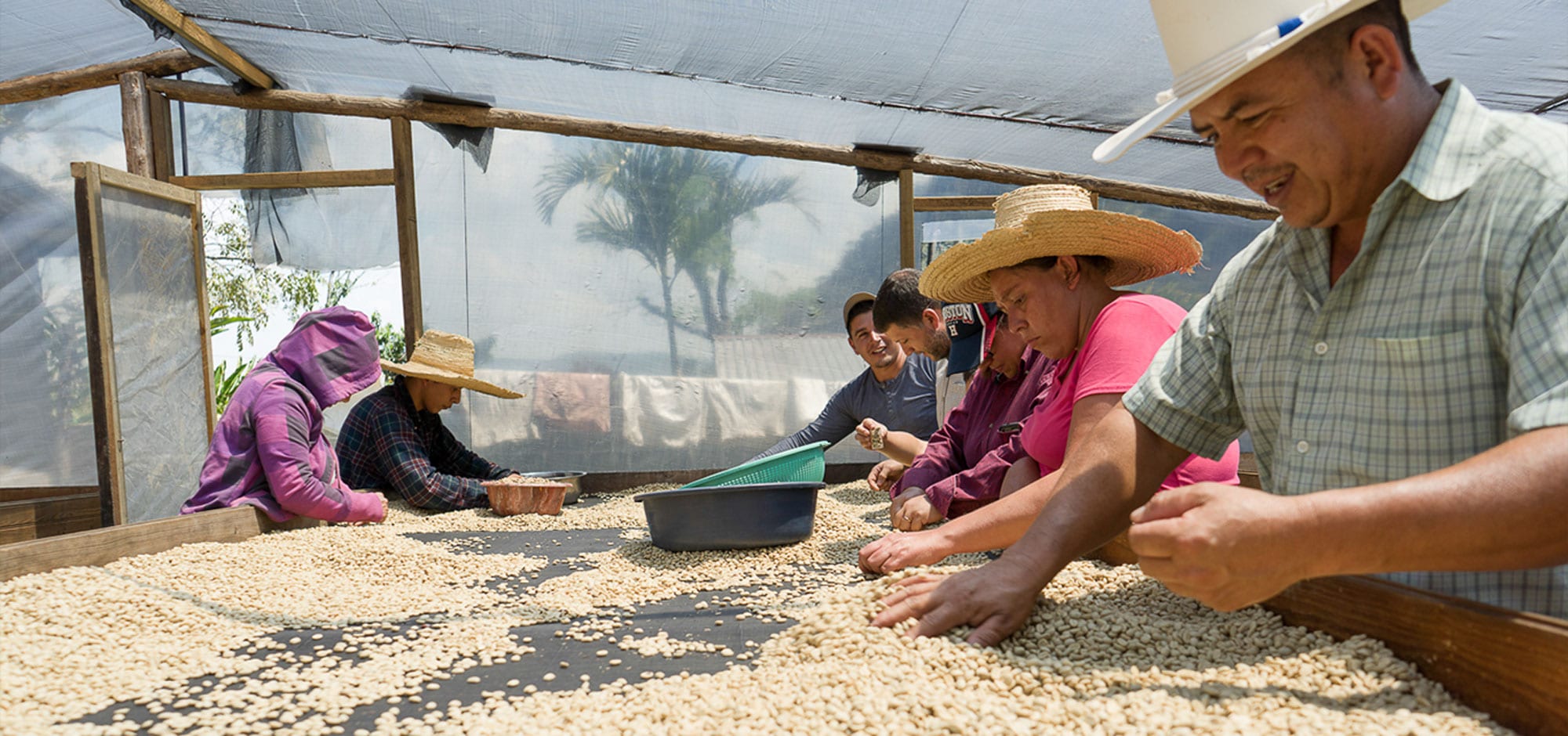 Coffee bean sorting