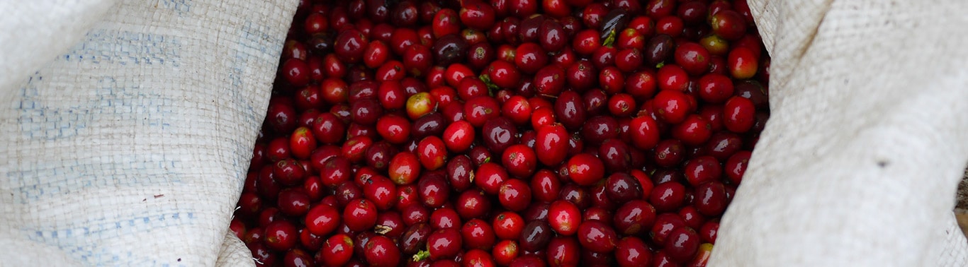 Coffee berries