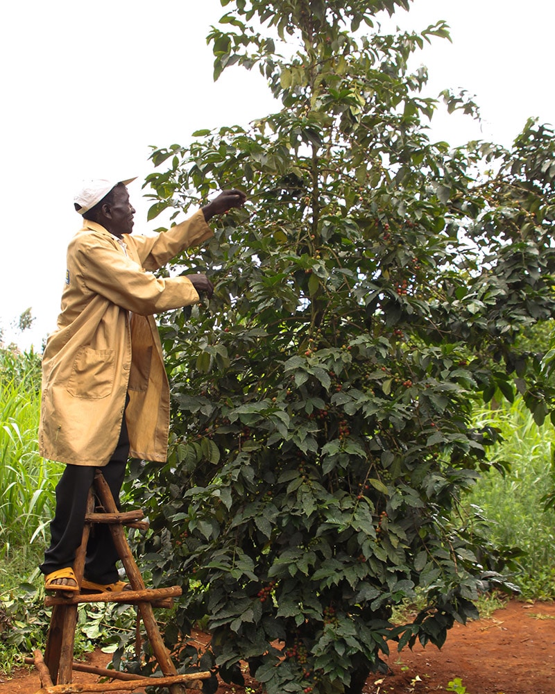 Coffee Berry Harvesting